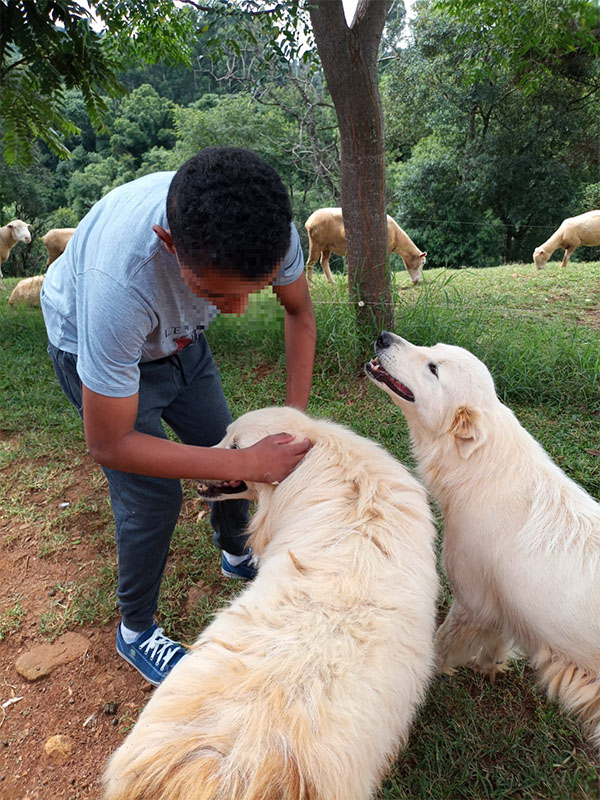 Cachorros